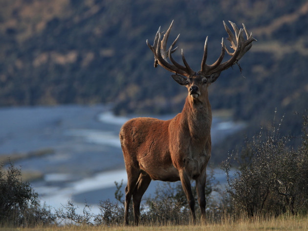 RED STAG